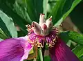 P. mascula ssp mascula, follicules tomenteux