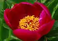 Pivoine officinale
