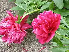 Pivoine à fleur double.