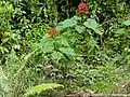 Plante (Parc national du Gunung Mulu, Malaisie)