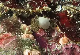 Pagurixus nomurai