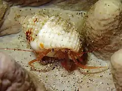 Pagurixus ruber