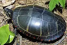 Vue complète de C. p. picta.