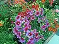 Parterre de plantes Salpiglossis sinuata avec des fleurs de trois couleurs différentes.