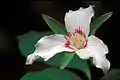 Trillium undulatum