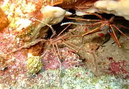 Stenorhynchus seticornis