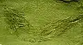 Fossile de Palaeoniscum vratislavensis.