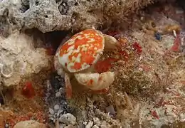 Palapedia rastripes
