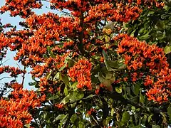Fleurs à Ranchi, Jharkhand, Inde.
