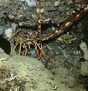 Palinurus vulgaris
