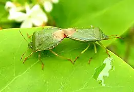 Accouplement