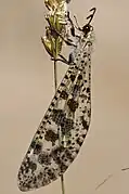 Palpares libelluloides