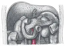 Organes sous-diaphragmatiques.