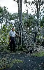 Racines en faisceau pyramidal jouant le rôle de contreforts (Hawaï).