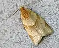 Pandemis heparana