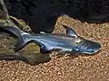 Museo di storia naturale dell'Università di Pisa, Calci, Italie