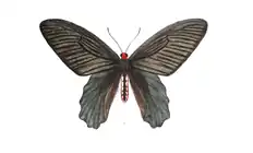 mâle