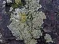 Pannaria conoplea