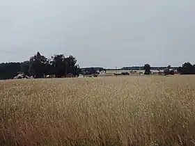 Cichawy