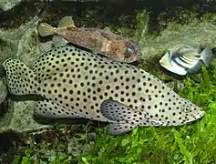Cromileptes altivelis