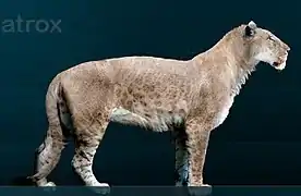 Lion américain, 4 mètres de long