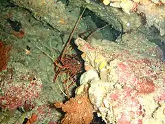 Panulirus cygnus
