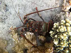 Une langouste fourchette observée à faible profondeur à La Réunion.