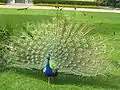 Un des paons au jardin.