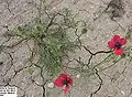 Papaver hybridum