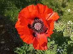 Grosse fleur rouge écarlate