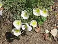 P. alpinum subsp. sendtneri