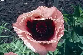 Hybride