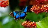 Imago, changement de couleur des ailes en fonction de la lumière