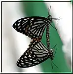 Accouplement