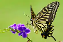 Adulte butinant une fleur