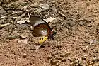 Papilio zalmoxis mâle, ailes repliées