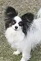 Exemple de papillon, avec les oreilles droites.