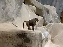 Babouin de Guinée en 2006.