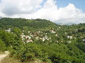 Papradichté