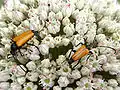 Paracorymbia fulva (DeGeer, 1775) couple