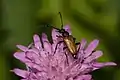 Paracorymbia maculicornis (DeGeer, 1775) ♂