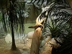 Dragon de Komodo