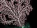 Corail bubblegum  (Paragorgia arborea) à 1&nbsp;257&nbsp;m de profondeur dans les eaux de Californie.