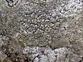 Paralecanographa grumulosa
