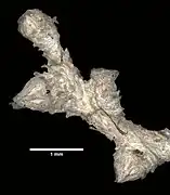 Paramuricea tenuis