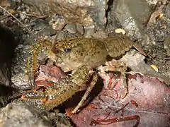 Paranephrops sp.