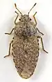 Parapiesma quadratum (Piesmatinae), Galles du Nord.