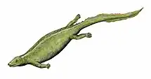 Paraplacodus