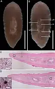 Paraplehnia seisuiae, un Plehniidae