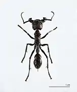 Paraponera clavata, Guyane.